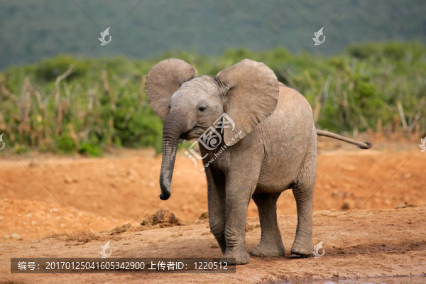 年輕的非洲大象