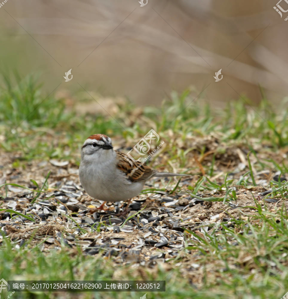 削Sparrow
