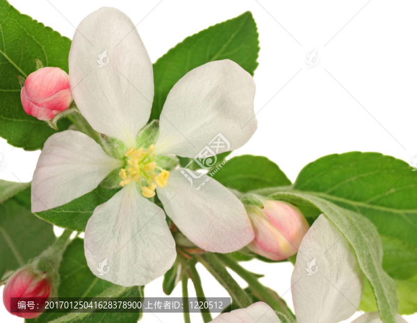蘋果樹blossum