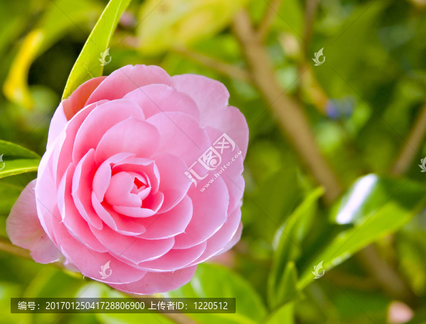 春天的花朵
