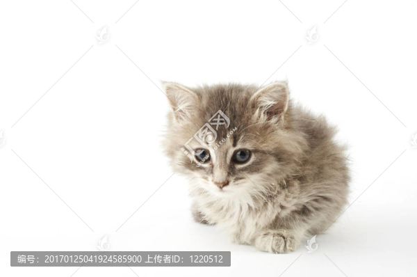 灰色的小貓