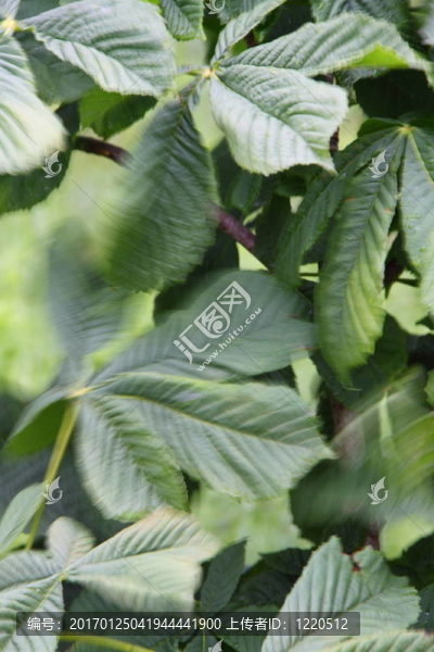 馬蹄栗在風(fēng)中吹