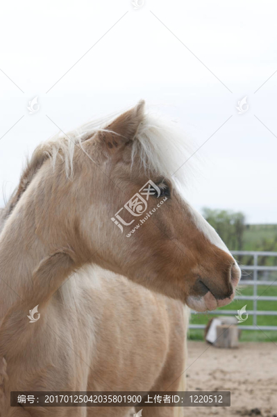 可愛的迷你馬