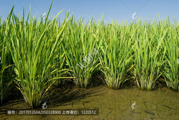 綠色的田野