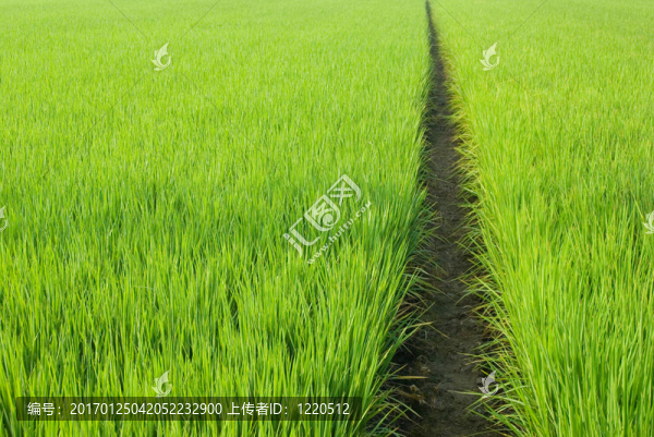 綠色領(lǐng)域中的路徑