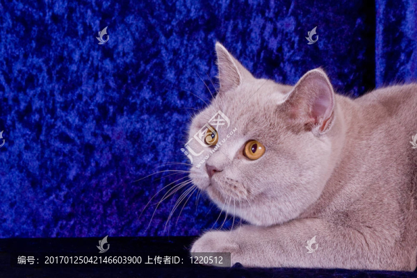 貓的肖像