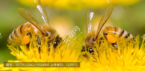 兩個(gè)蜜蜂和蒲公英花