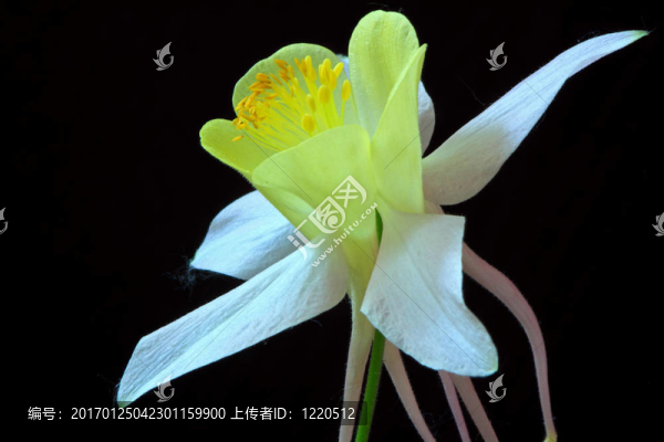 耬斗菜