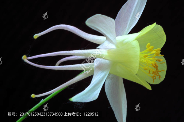 耬斗菜