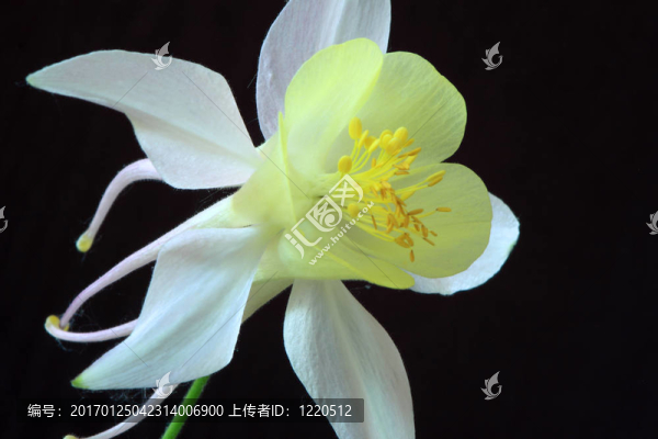 耬斗菜