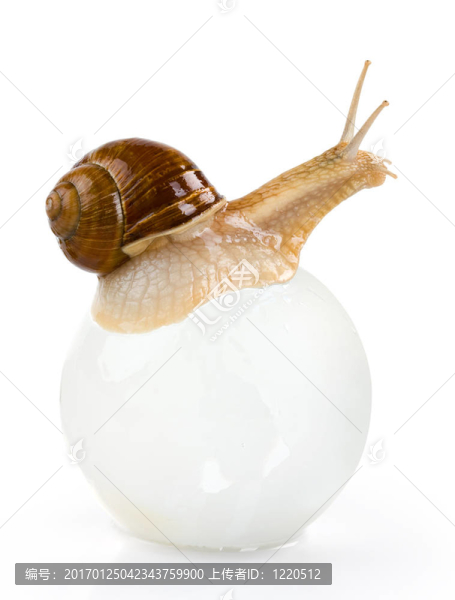 蝸牛