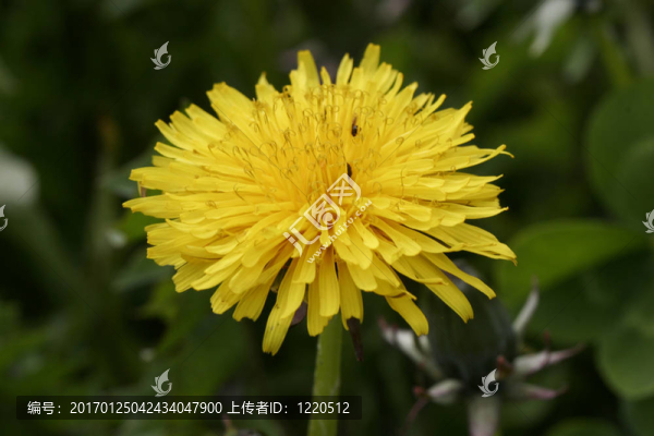 蒲公英