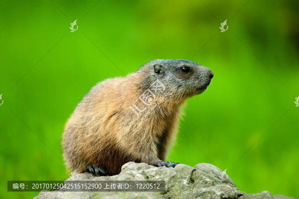 高山土撥鼠（lat.,Marmota,marmota）