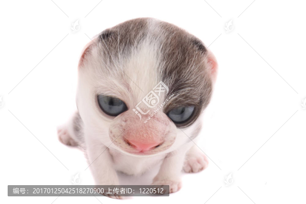 貓