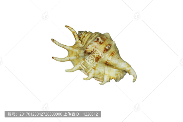 白色背景上的外殼。