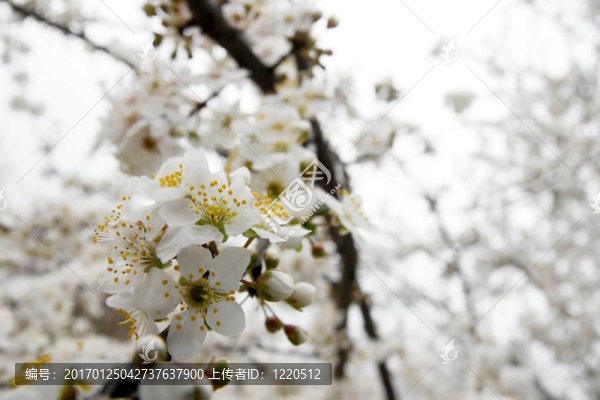 春天的花朵