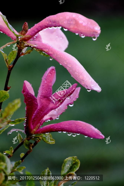 雨滴中的木蘭花
