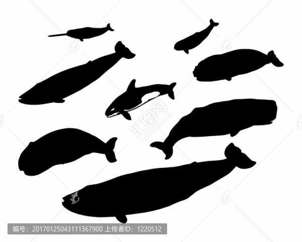 一些鯨魚