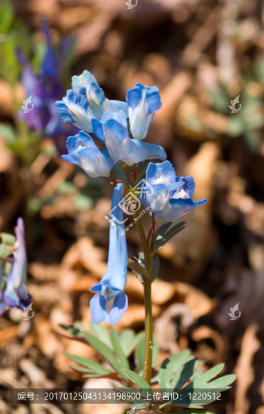 早春開花7