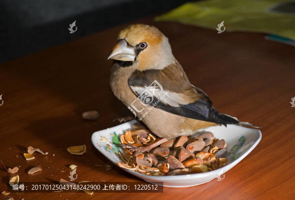 鳥錫嘴雀3