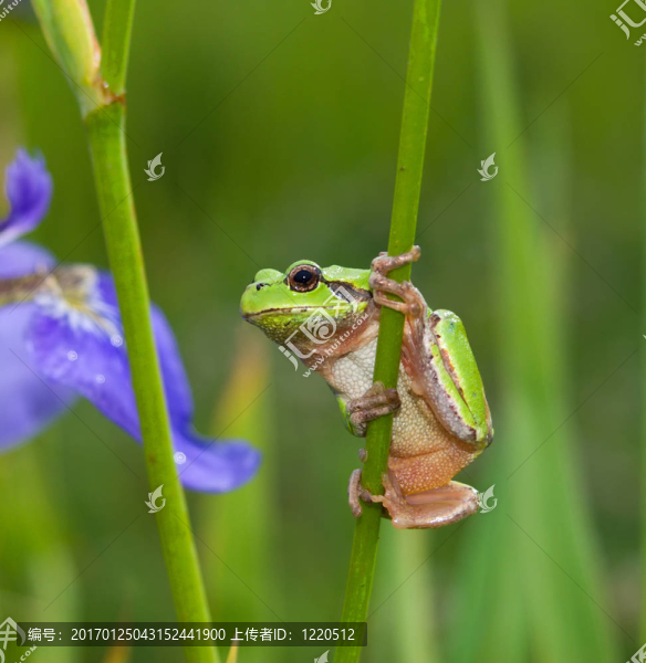 青蛙雨蛙4