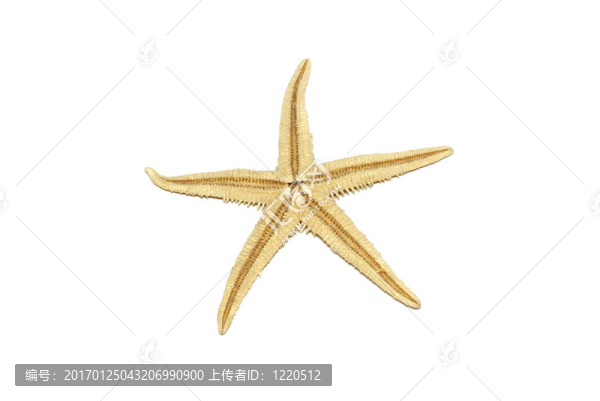 白色背景上分離的海星。