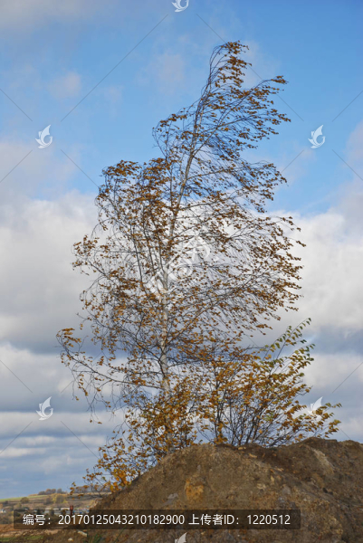 樺木