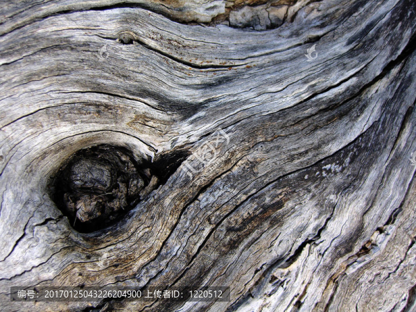 樹(shù)皮的紋理-匯圖網(wǎng) www.fosd68.com 樹(shù)皮的紋理