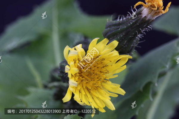 蒲公英-匯圖網(wǎng) www.fosd68.com 蒲公英