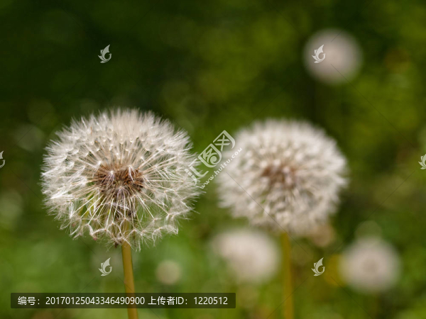 dandellion鐘夫婦