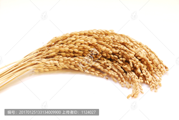 稻穗