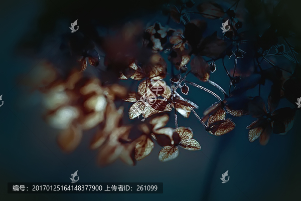 裝飾畫