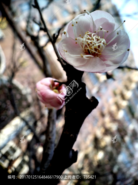 梅花