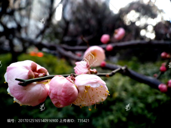 梅花
