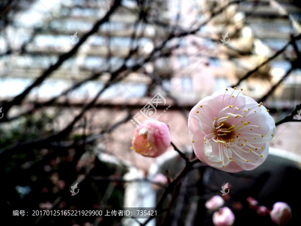 梅花