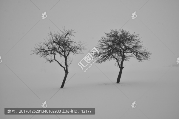 樹
