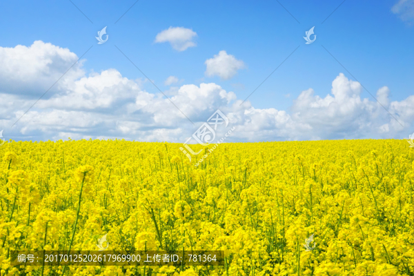油菜花