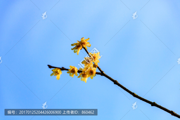 狗爪梅,金梅臘梅,黃梅花