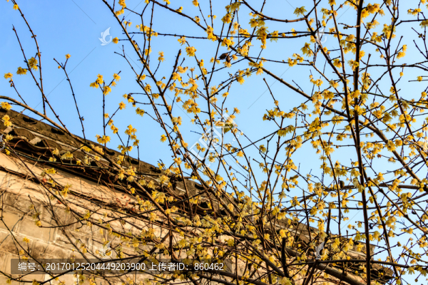 狗爪梅,金梅臘梅,黃梅花