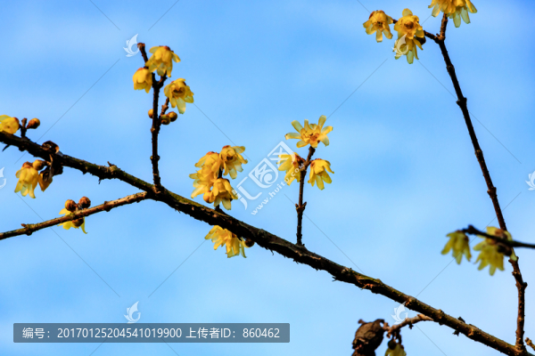狗爪梅,金梅臘梅,黃梅花
