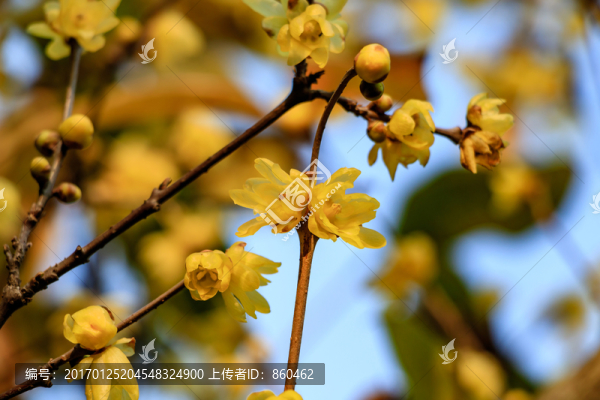 狗爪梅,金梅臘梅,黃梅花