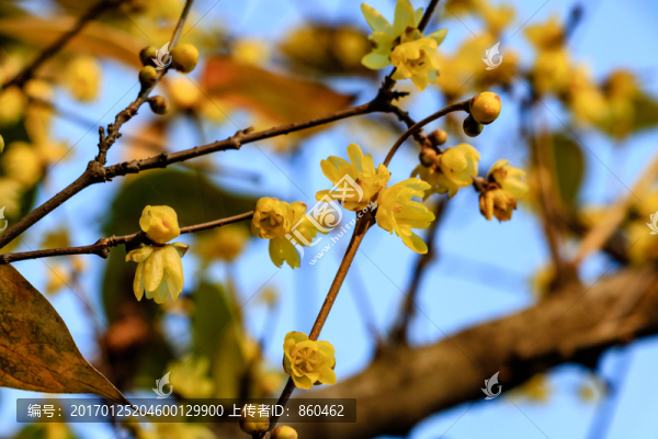 狗爪梅,金梅臘梅,黃梅花