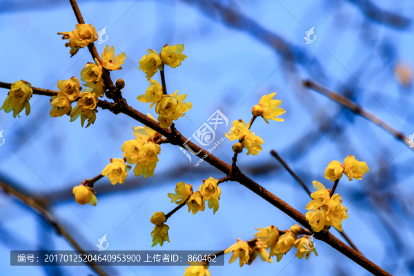 狗爪梅,金梅臘梅,黃梅花