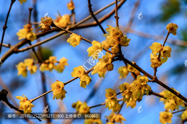 狗爪梅,金梅臘梅,黃梅花