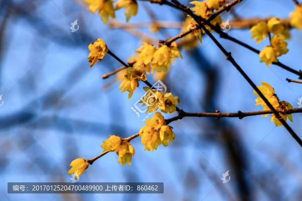 狗爪梅,金梅