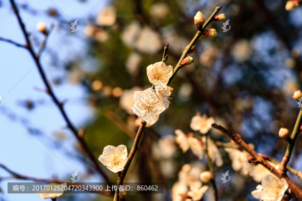 白梅花,梅花,白梅,梅枝,花蕾
