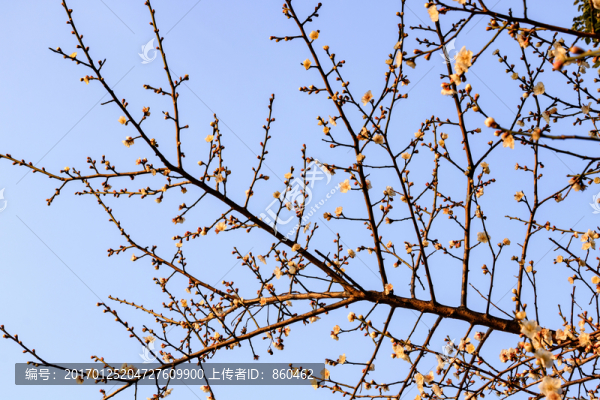 狗爪梅,金梅臘梅,黃梅花