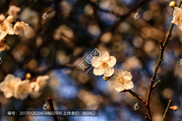 白梅花,梅花,白梅,梅枝,花蕾-匯圖網(wǎng) www.fosd68.com 白梅花,梅花,白梅,梅枝,花蕾