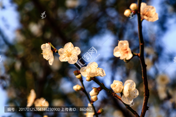 白梅花,梅花,白梅,梅枝,花蕾