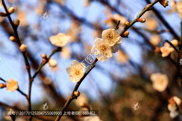 白梅花,梅花,白梅,梅枝,花蕾